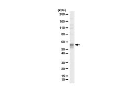 KLF4, Rabbit anti-Mouse, Polyclonal, Millipore Sigma 100&mu;L; Unconjugated:Antibodies,